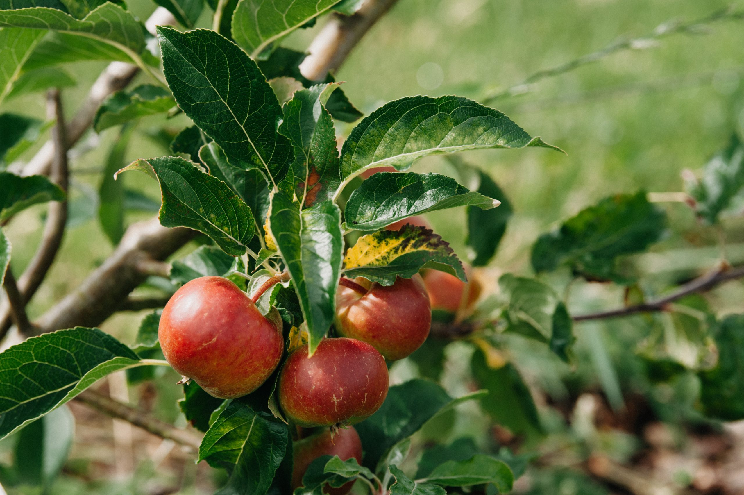 PLFP fish fork beetroot